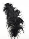 Noires - Plume d'autruche 40-60 cm - L'unité -  Prix imbattable